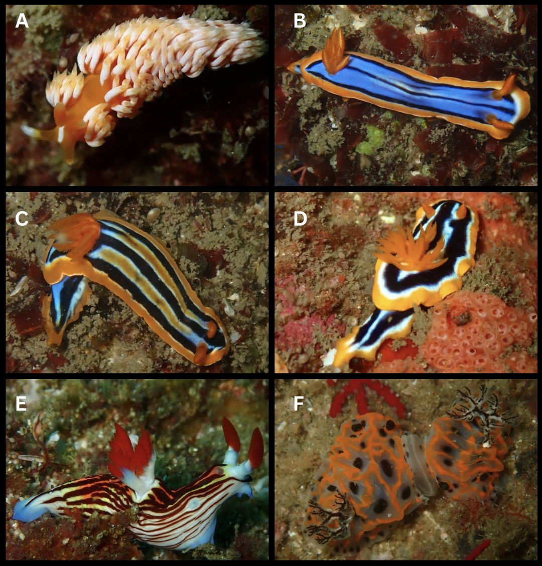 Figure 3.3 from my thesis showing six indicator nudibranch species