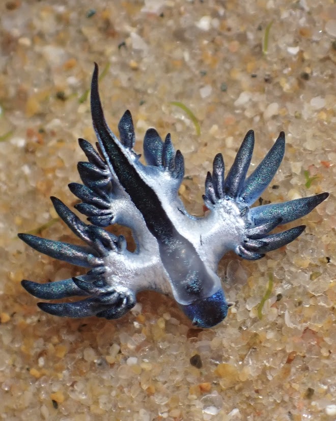 Mozambique
