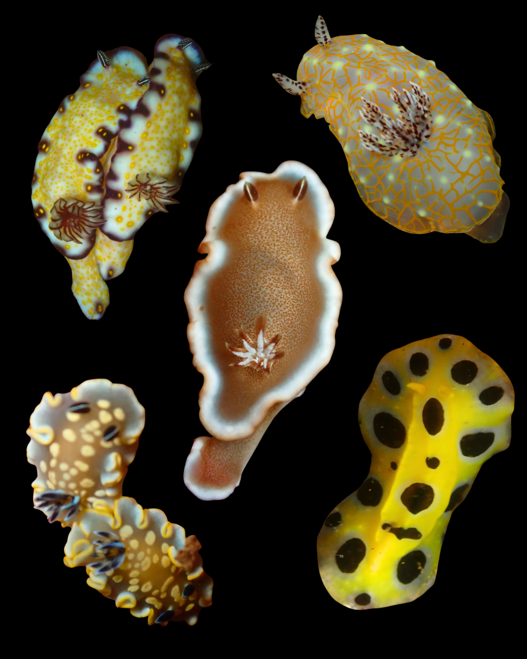 Golden nudibranchs from Hawai'i