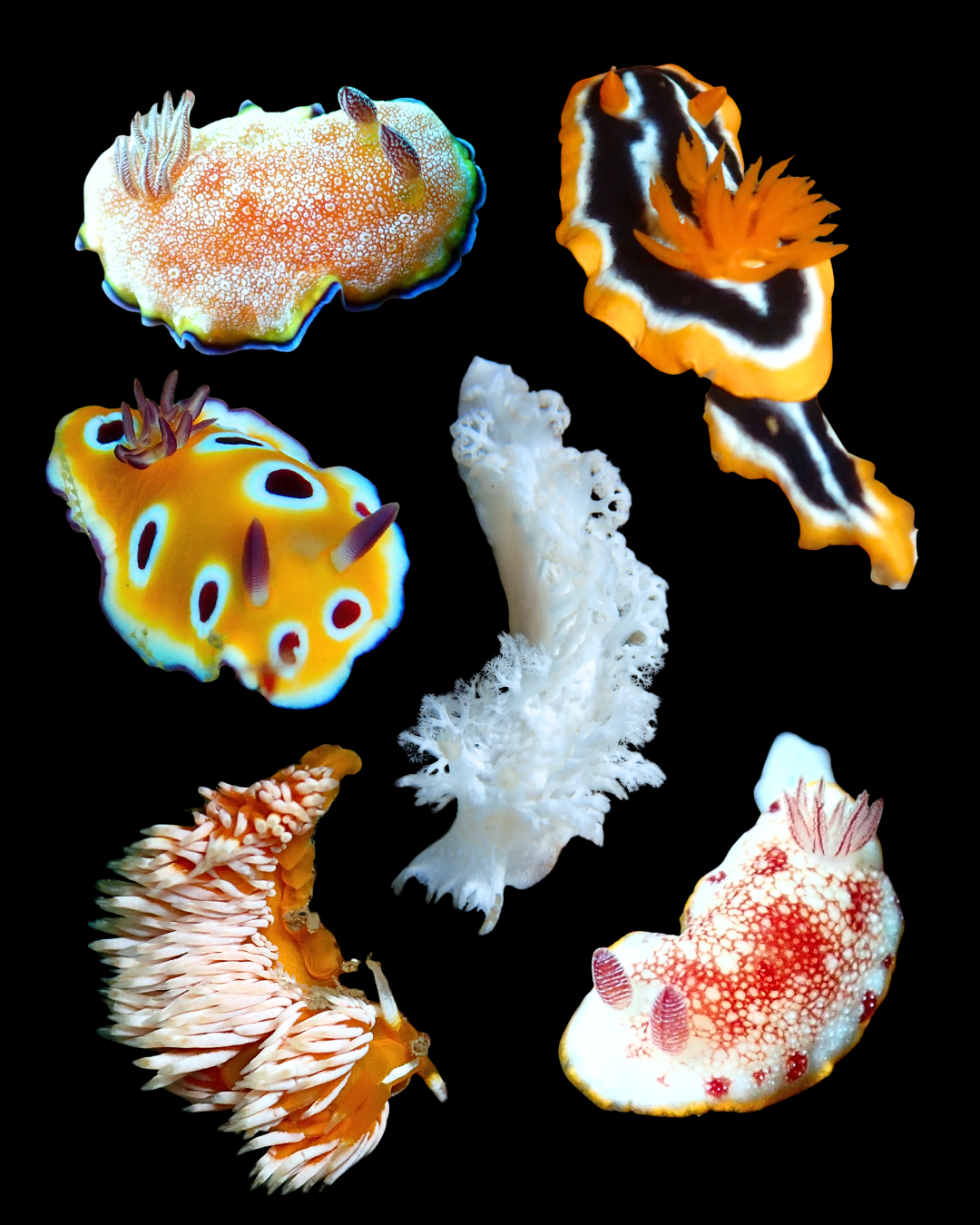 Nudibranchs from Mozambique